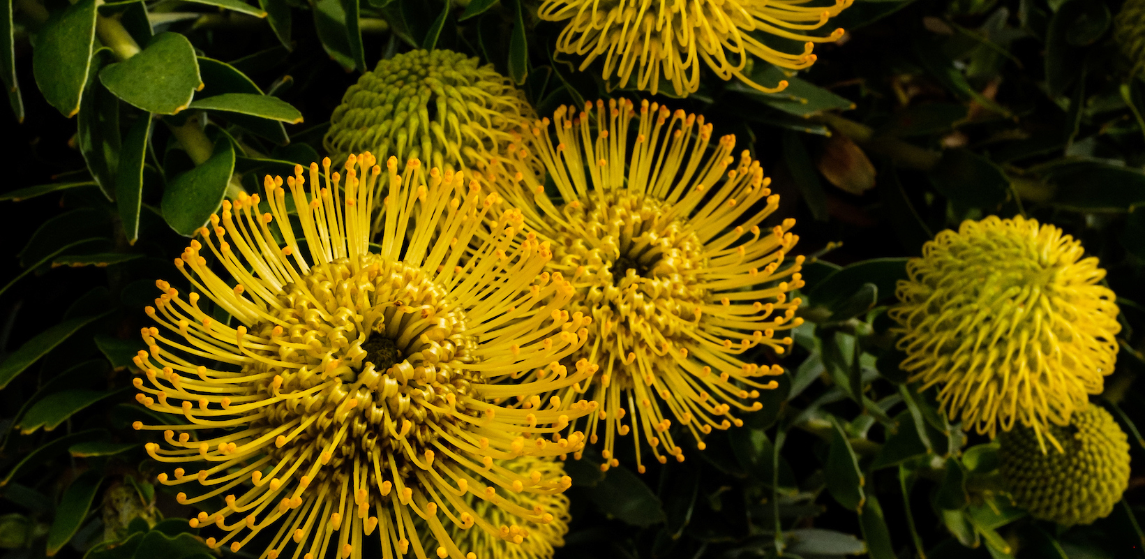 Vivid yellow Protea | Floral Photography