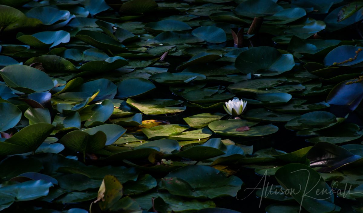 Water Lily & Lotus | Nature Photography