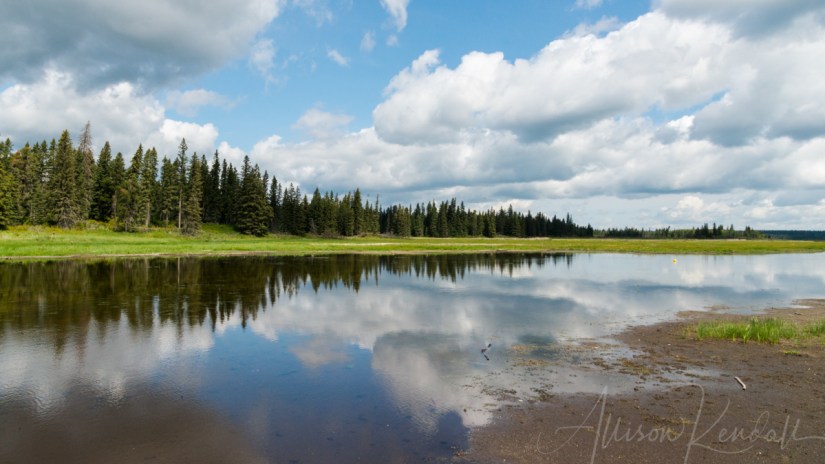 Summer Landscape Reflections
