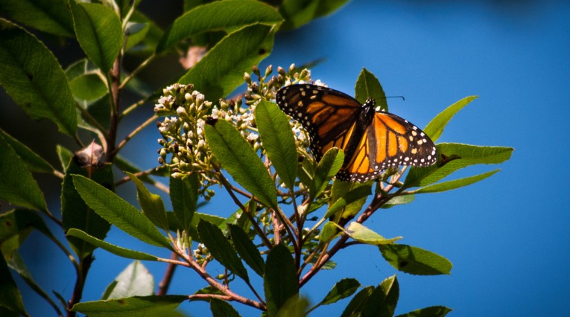 Monarch Butterfly Metamorphosis