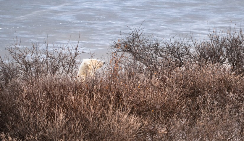 An Arctic Adventure with Polar Bears in Churchill, Manitoba