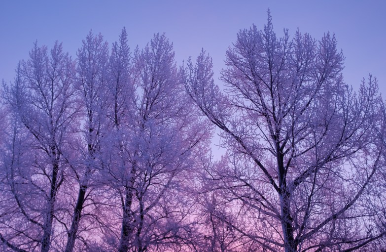 Winter’s Fire | Nature Photography