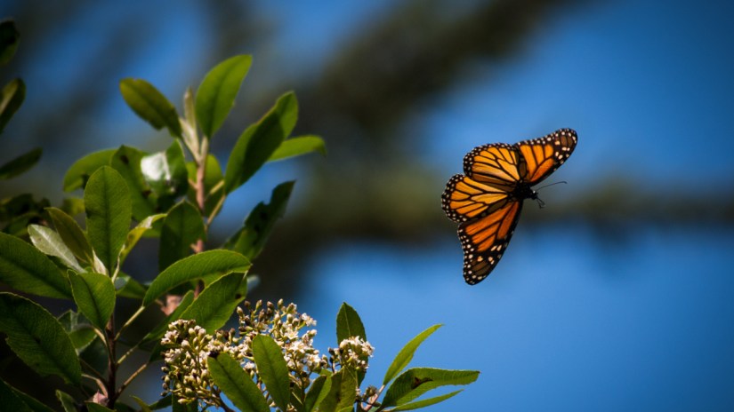 Monarch Butterfly Migration | Nature Photography