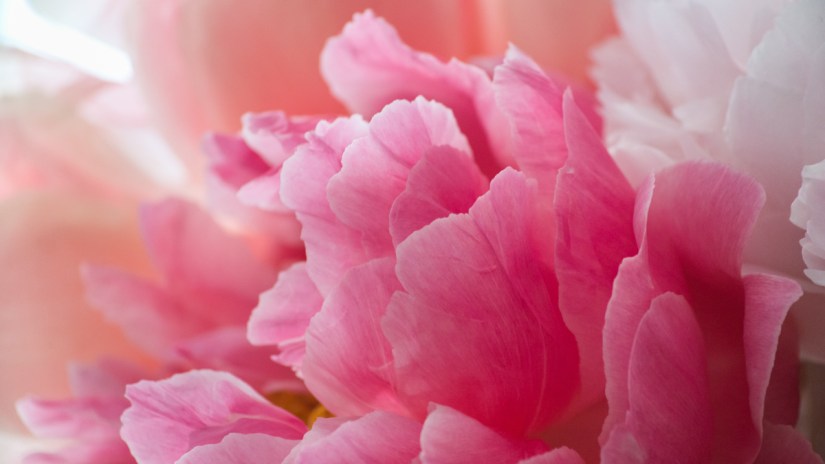 Paeonia, peony, perfection
