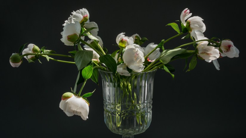 Peony Floral Still Life Photography | Fine Art Prints