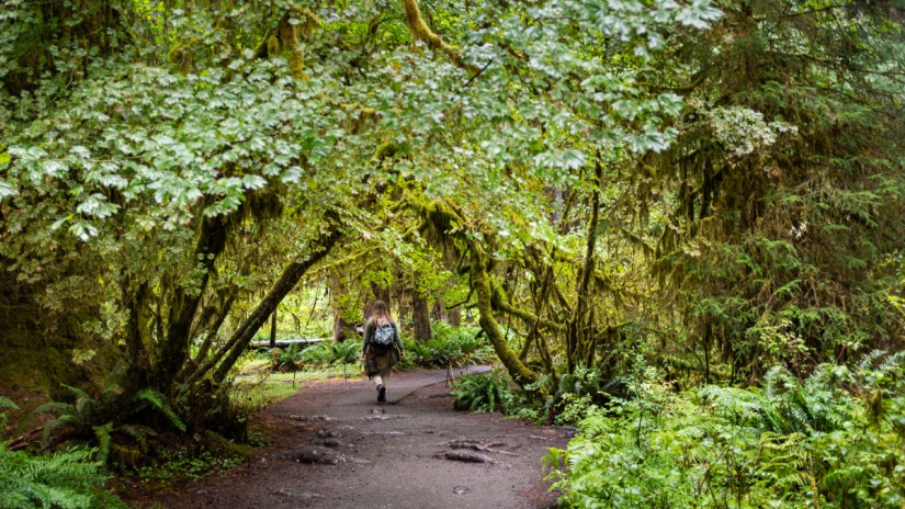 Hoh Rain Forest | Travel Photography