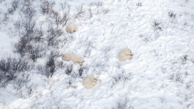 Wapusk National Park From Above | Travel Photography