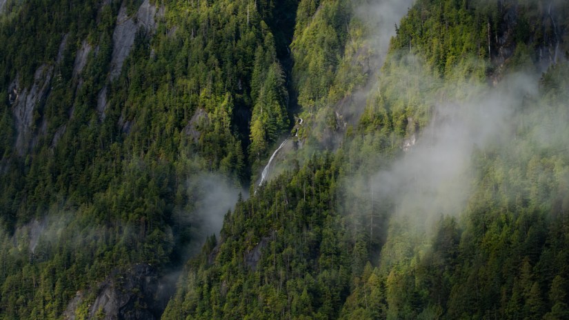 Encountering an Eternal Cycle | The Great Bear Rain Forest, British Columbia