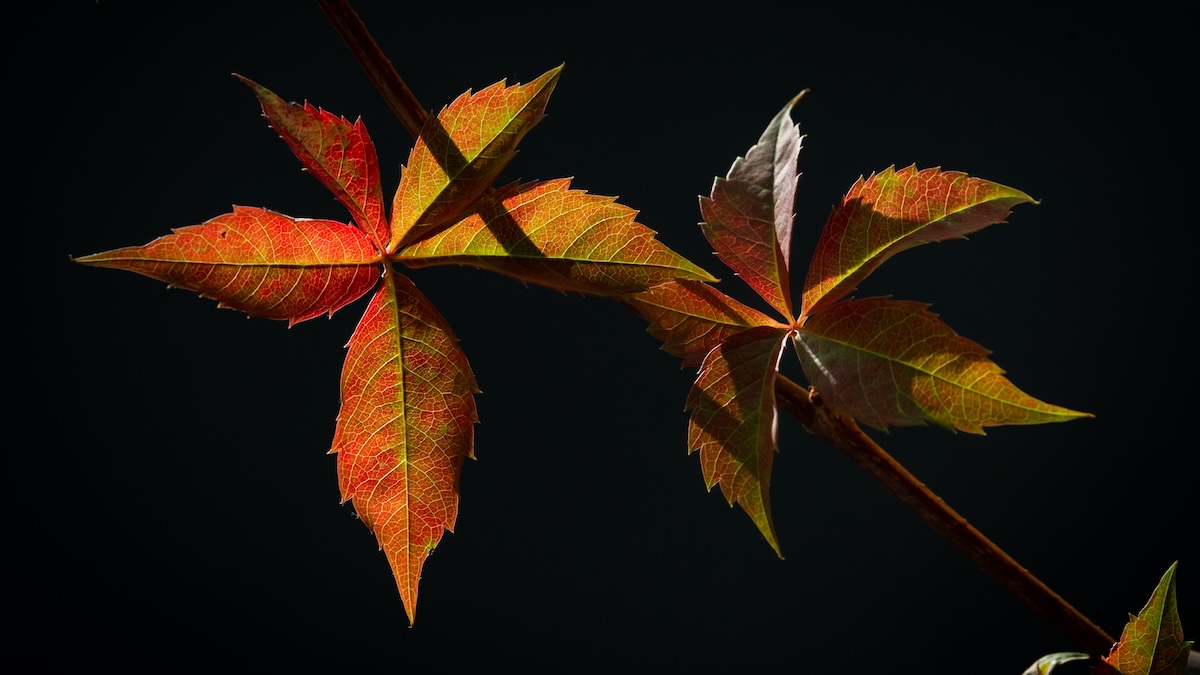 Autumn Still Life Study